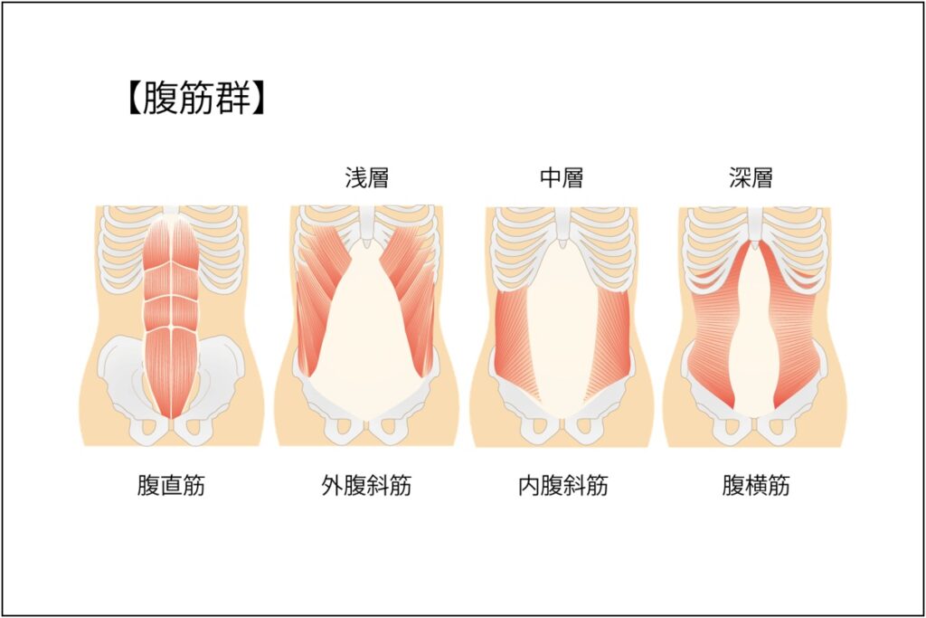 腹筋群図解